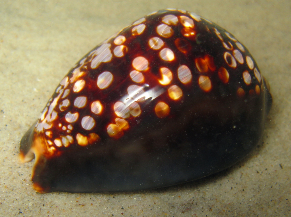 Cypraea mauritiana